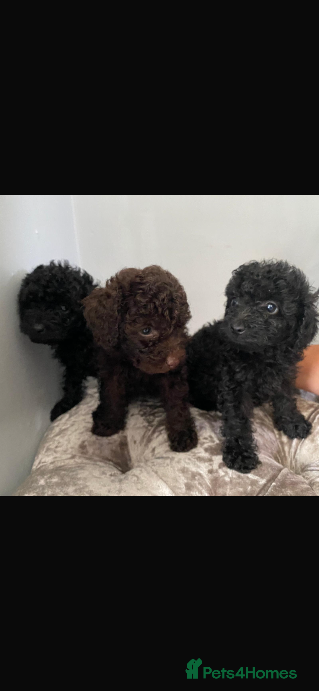 Toy Poodle dogs for sale: Toy poodle puppies - Image 2