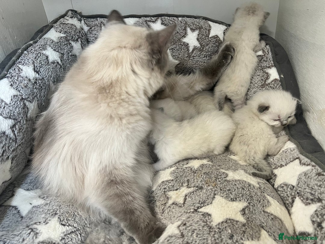 Siberian cats for sale: 🩵🩵Stunning Siberian Neva Masquerade Babies🩵🩵 - Image 27