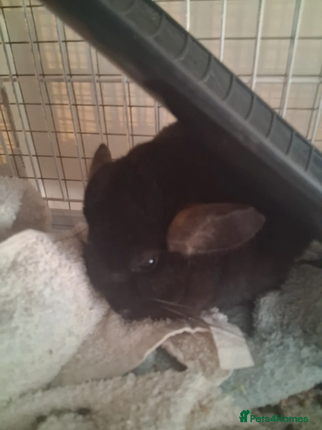 Chinchilla rodents for sale: Reserved 2 Lovely Kits available January 2026 - Advert 8