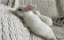 Mini Lop rabbits for sale: Mini lop babies available  - Image 26
