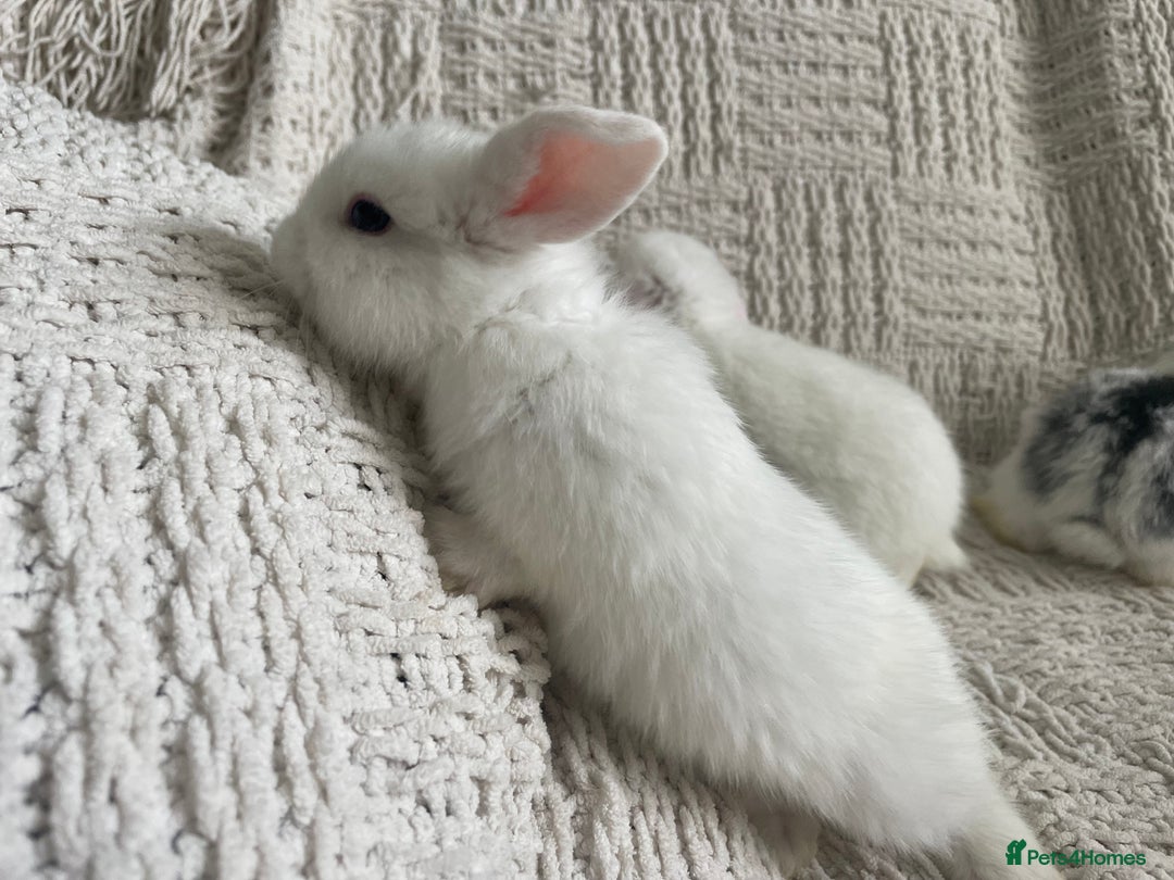 Mini Lop rabbits for sale: Mini lop babies available  - Image 26