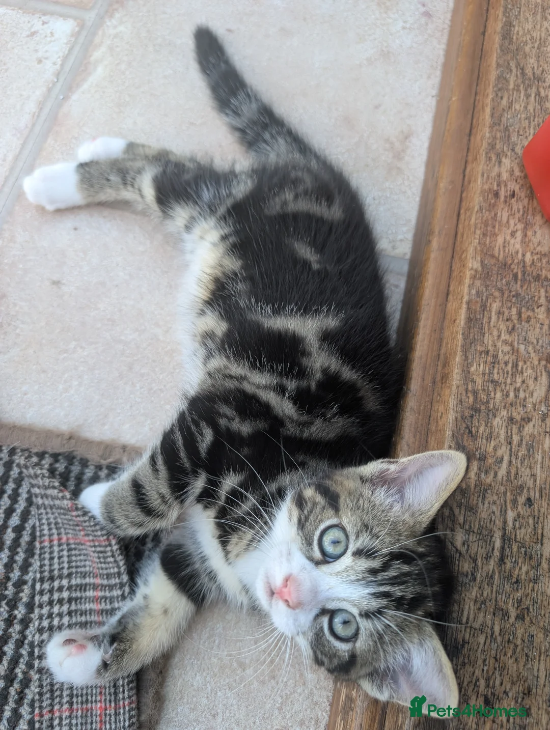 Mixed Breed cats for sale: Gorgeous male kitten - Advert 8