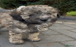 Miniature Poodle dogs for sale: Home Bred pups, extensively Health tested - Image 9
