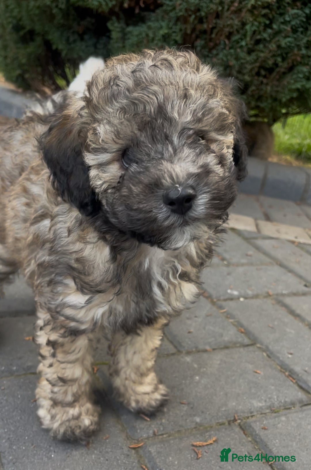 Miniature Poodle dogs for sale: Home Bred pups, extensively Health tested - Image 9