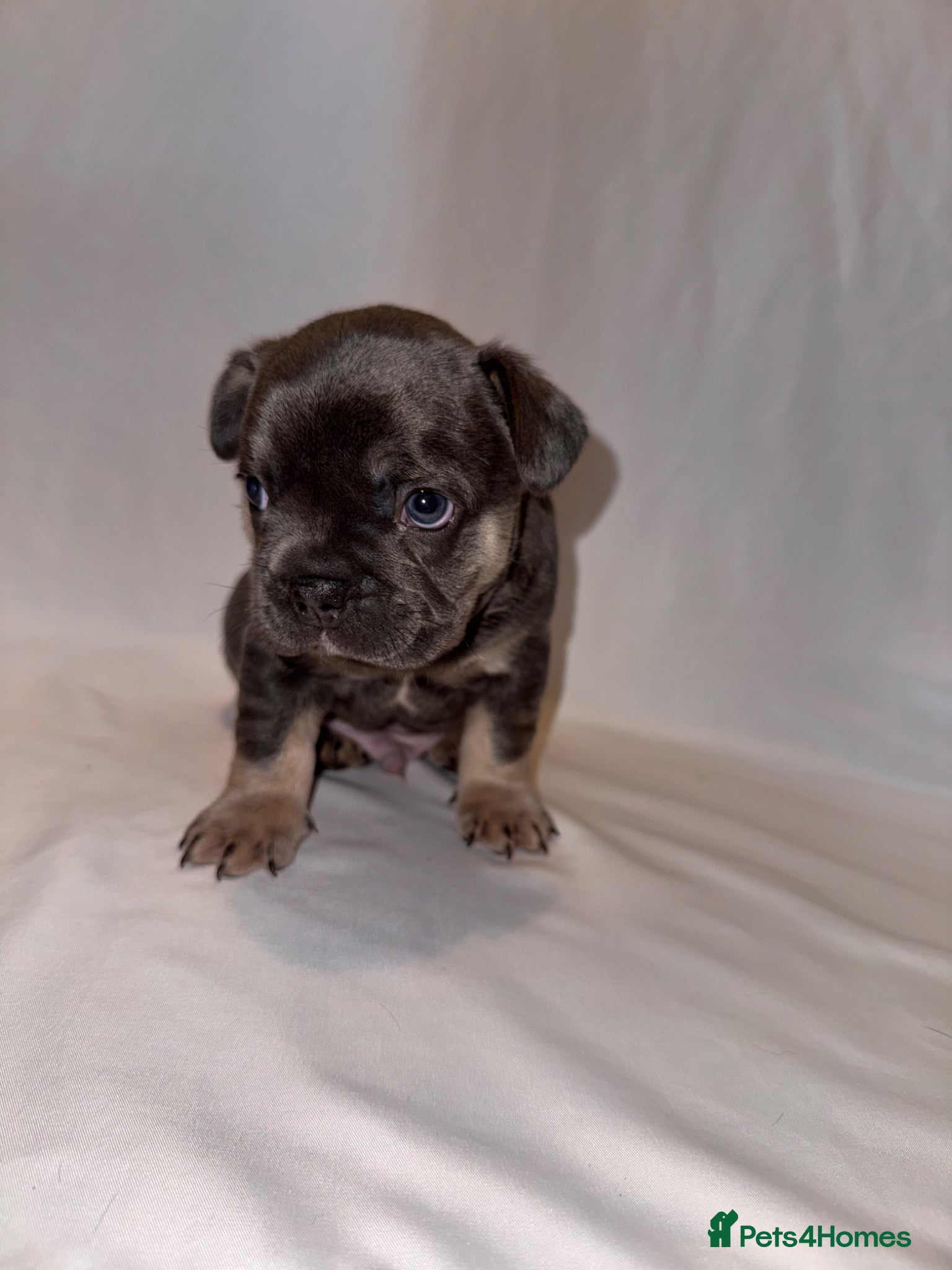 French Bulldog dogs for sale: Exceptional French Bulldog Puppies in Bristol - Advert 27