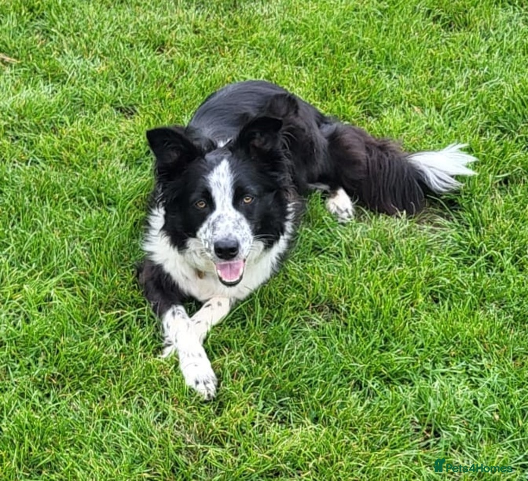 Border Collie dogs for sale: 2 year old female Border Collie  - Image 7