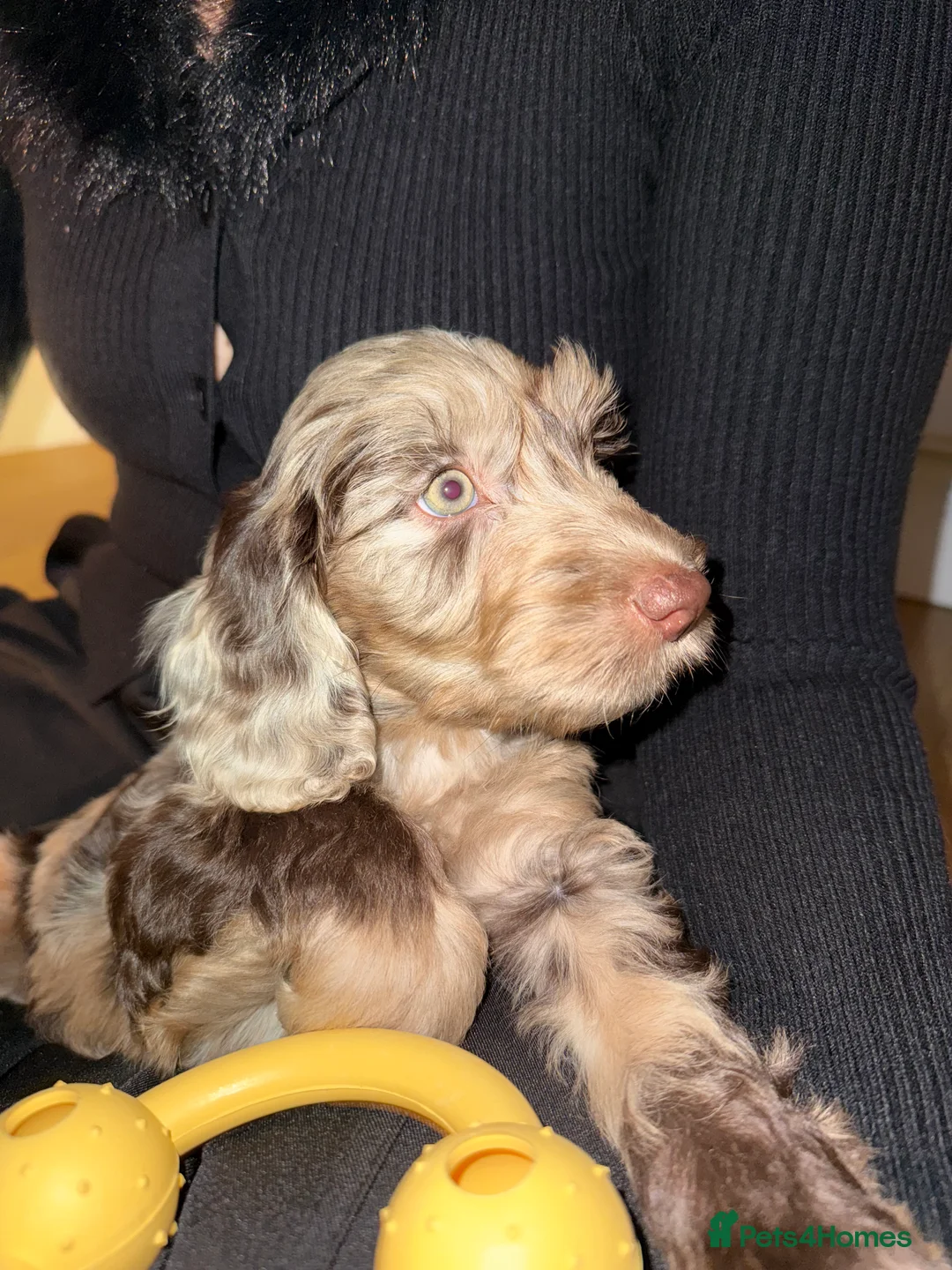 Cockapoo dogs for stud: Merle F1 Cockapoo (Proven) for stud in Penrith - Advert 16