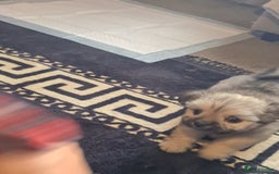 Mixed Breed dogs for sale: Stunning Designer Puppys - maltese x chihuahua  - Image 11