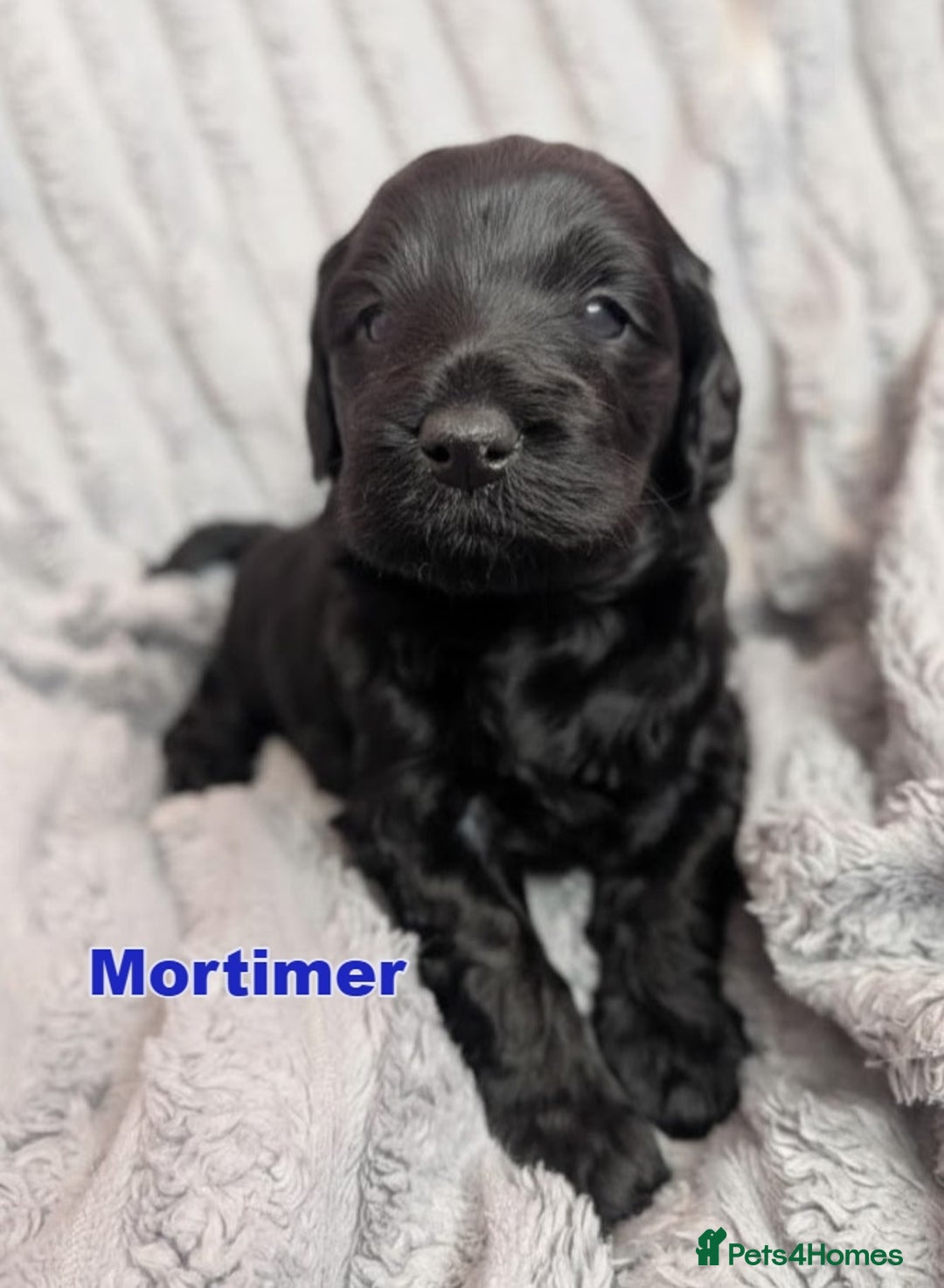 Mixed Breed dogs for sale: Miniature Mountain Australian Bernedoodles  - Advert 3