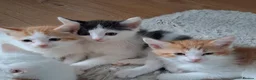 British Shorthair cats for sale: 6 beautiful kittens  in Tipton - Advert 31