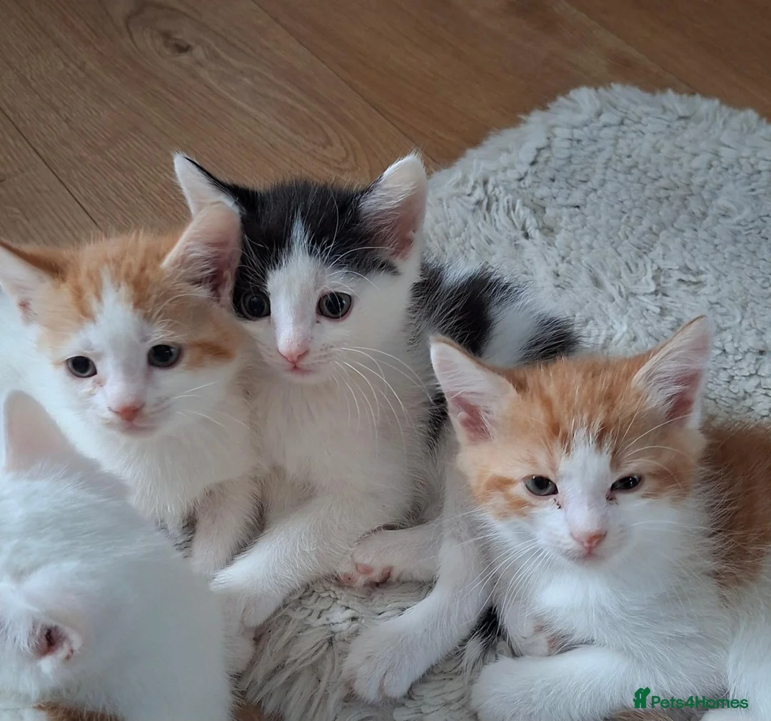 British Shorthair cats for sale: 6 beautiful kittens  in Tipton - Advert 31