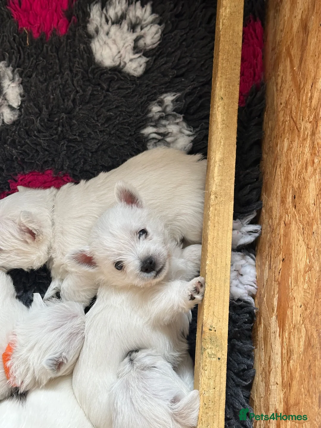West Highland Terrier dogs for sale: Beautiful KC registered westie puppies - Advert 2