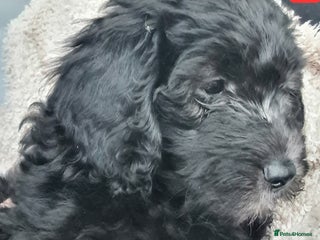 Labradoodle dogs ✨⭐ Mini Labradoodles – F1b Parents! Vaccinated ⭐✨ - Advert 2