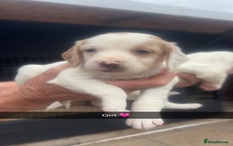 Sprocker dogs for sale: Beautiful Sprocker Puppies - Image 1