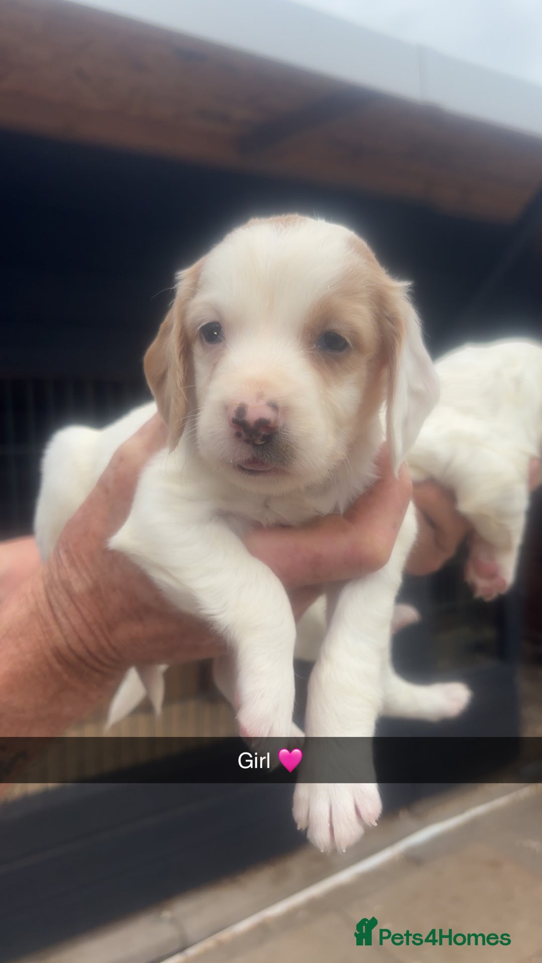 Sprocker dogs for sale: Beautiful Sprocker Puppies - Image 1