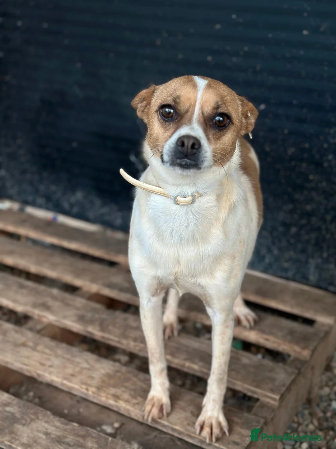 Miniature Pinscher dogs for adoption: Rescued Pinscher Girl is Ready to Adopt!  - Advert 3