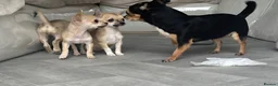 Chihuahua dogs for sale: Chihuahua puppies in Leighton Buzzard - Advert 2