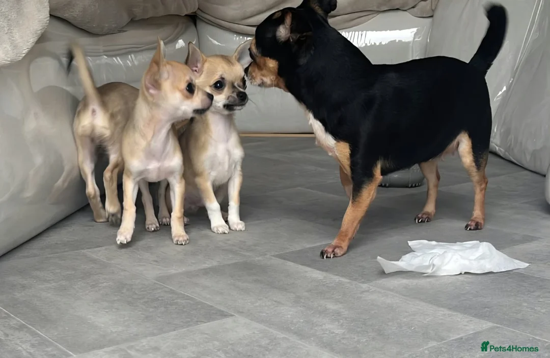 Chihuahua dogs for sale: Chihuahua puppies in Leighton Buzzard - Advert 2