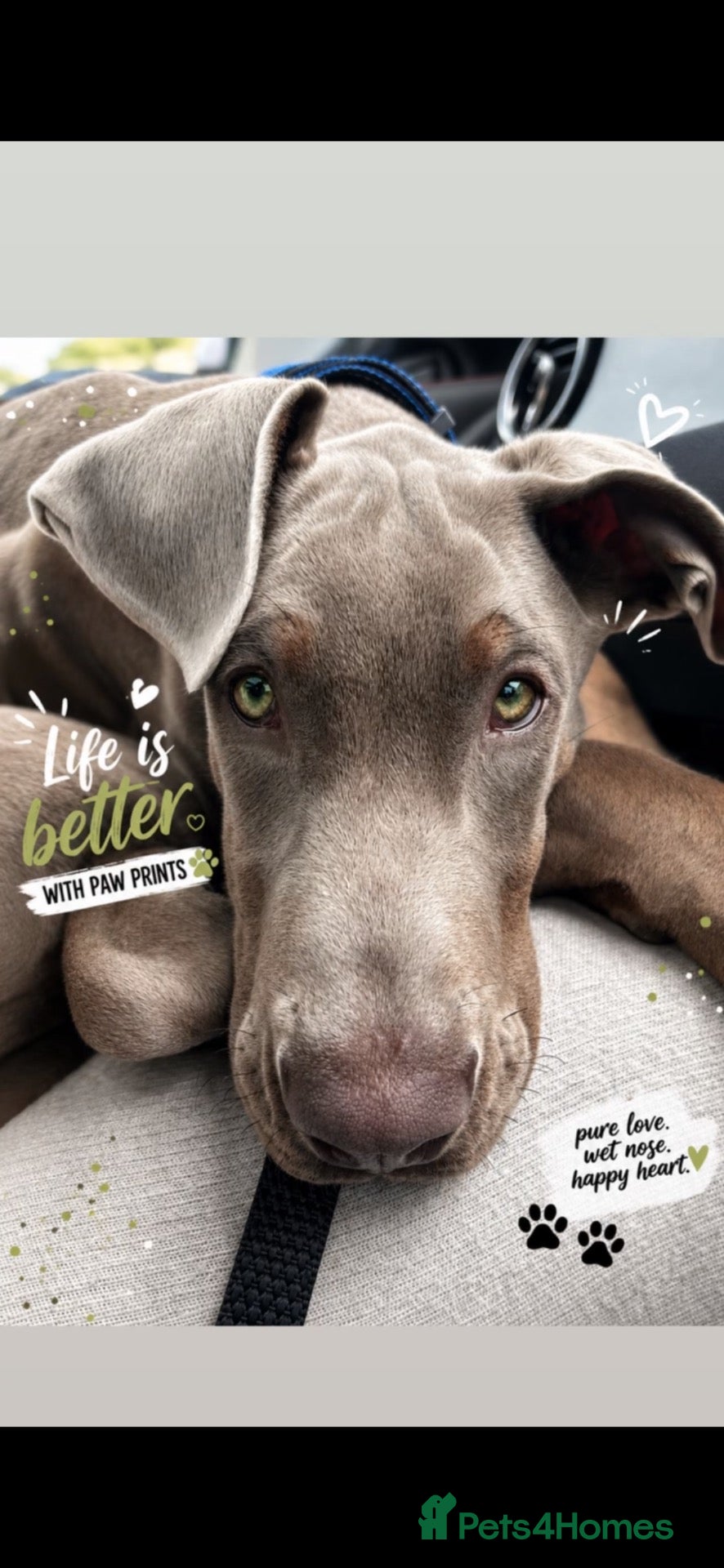 Dobermann dogs Big softy Doberman  - Advert 4