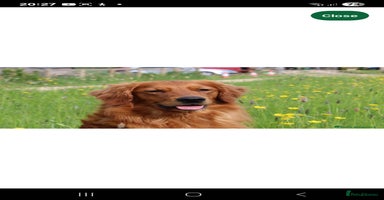 Golden Retriever dogs - Advert 7