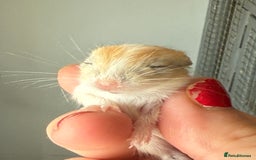 Gerbil rodents for sale: Biscuit/tan coloured baby gerbils - Image 3