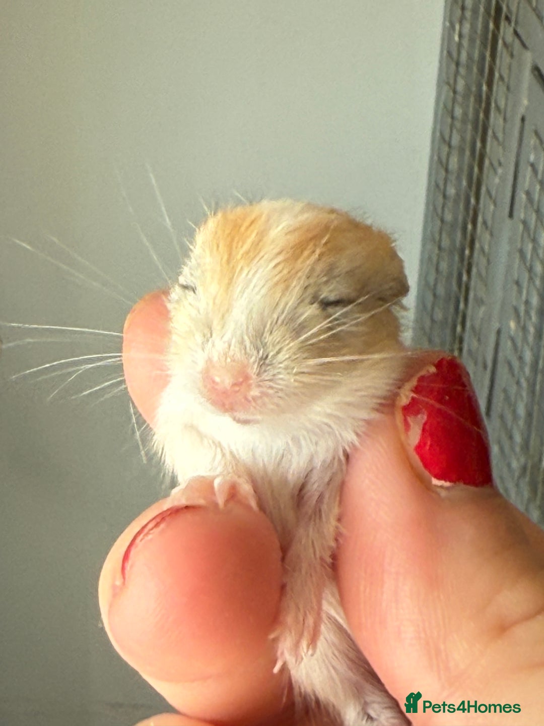 Gerbil rodents for sale: Biscuit/tan coloured baby gerbils - Image 3