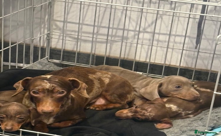 Miniature Dachshund dogs Stunning kc miniature smooth haired dachshunds s - Advert 3