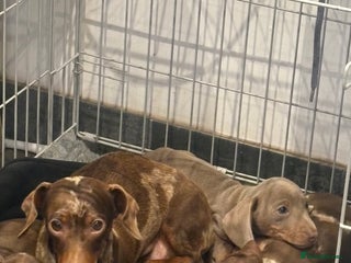 Miniature Dachshund dogs Stunning kc miniature smooth haired dachshunds s - Advert 3