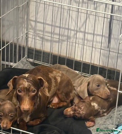 Miniature Dachshund dogs Stunning kc miniature smooth haired dachshunds s - Advert 3