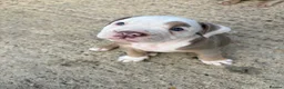 Mixed Breed dogs for sale: British bulldog x British bulldog x pocket bully - Advert 6