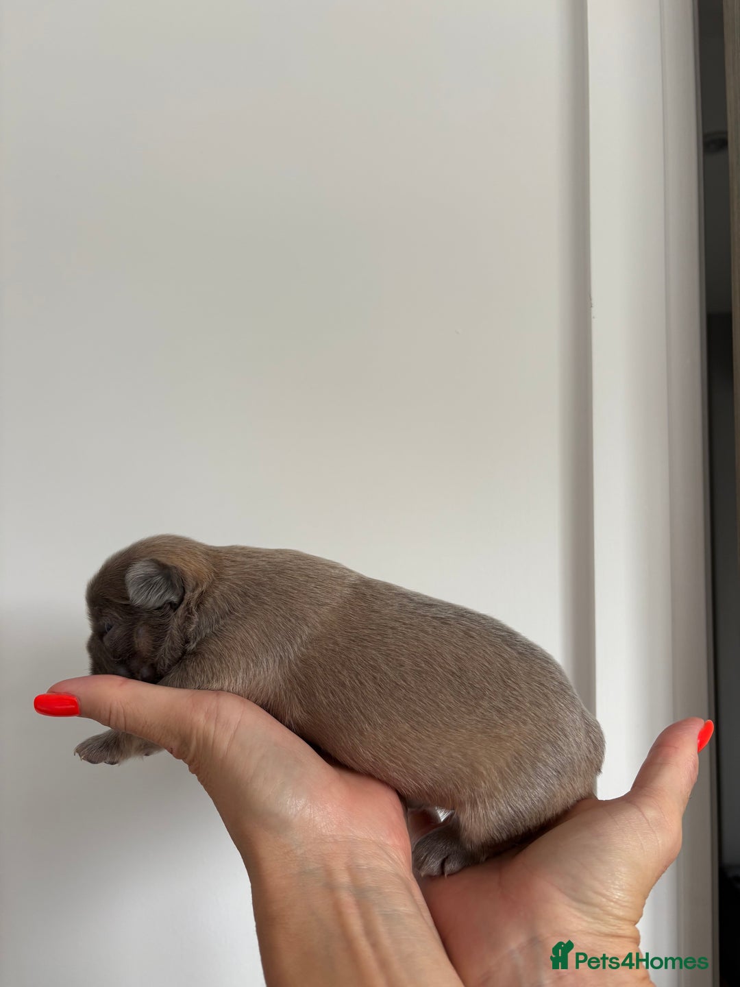 French Bulldog dogs for sale: Fluffy French Bulldog Puppies FOR SALE -  - Image 17