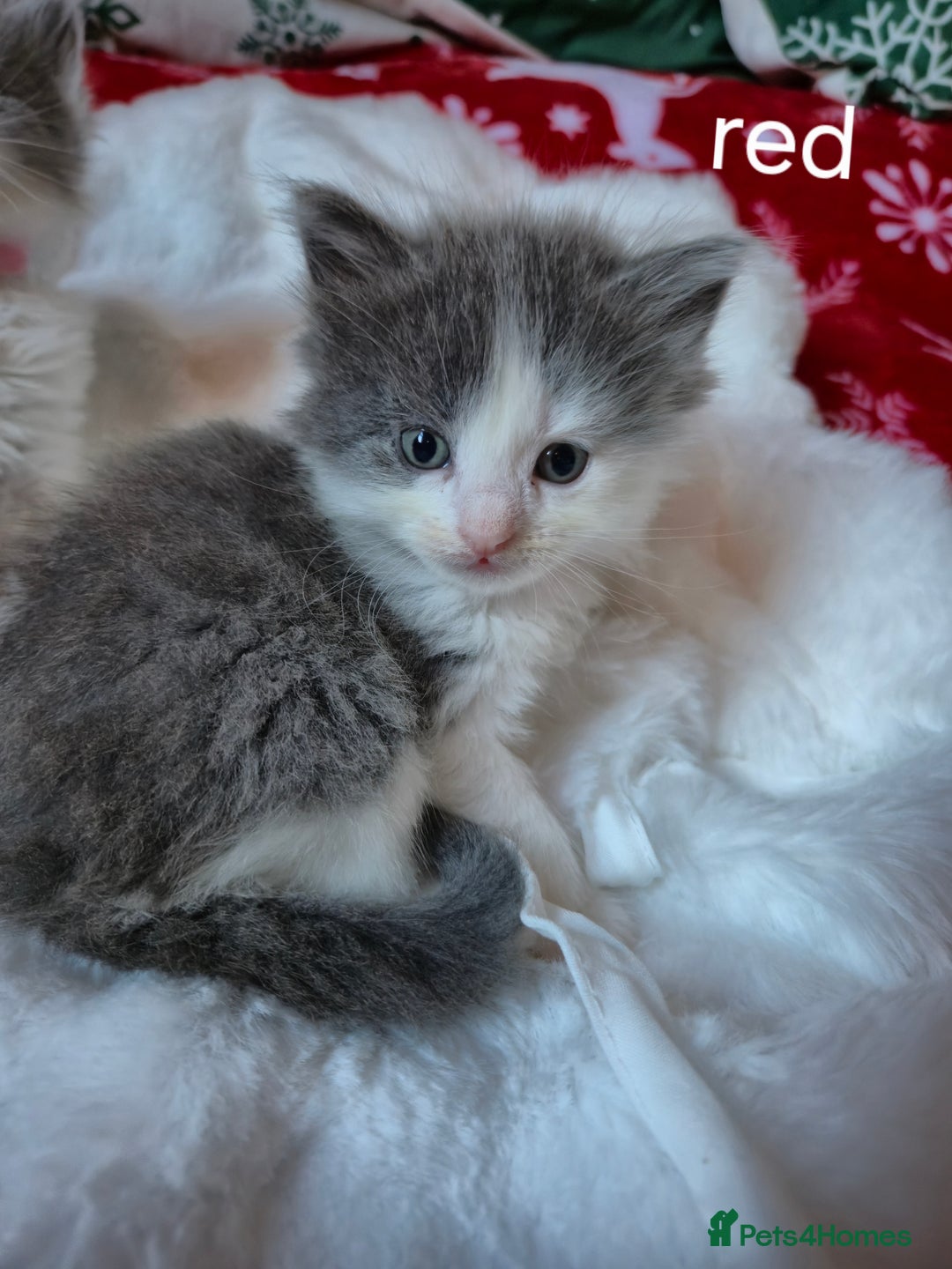 Mixed Breed cats for sale: Ragdoll x - Advert 2