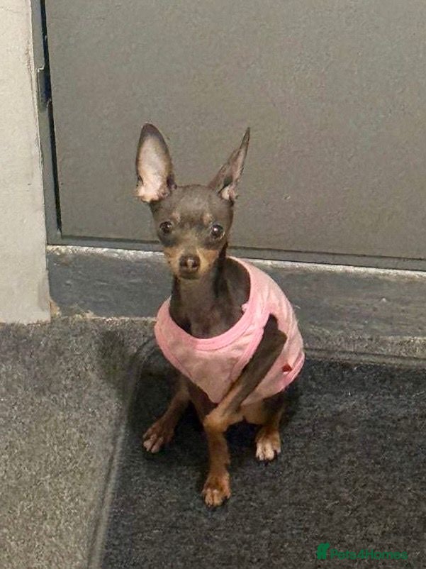 Russian Toy Terrier dogs Beautiful Russian Toy Girl – 8 Months Old - Advert 2