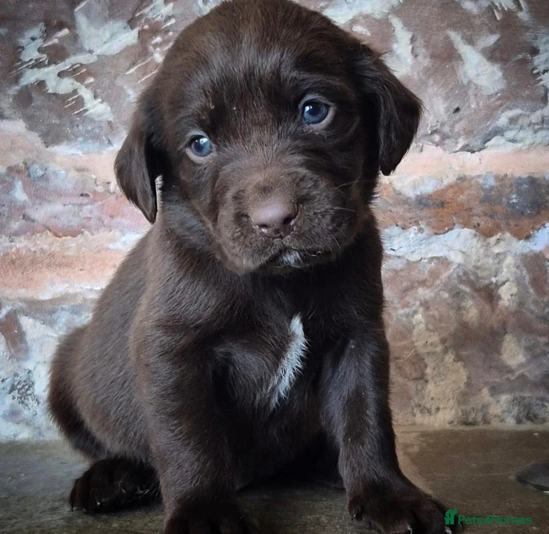 Springador dogs for sale: 7 beautifil springadors  - Advert 2