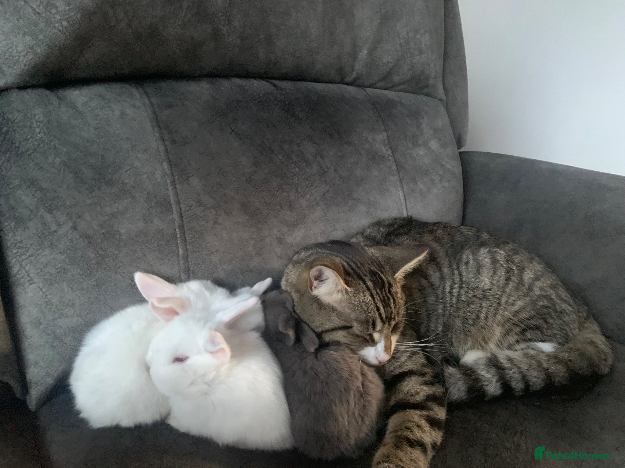 Mixed Breed rabbits albino rabbits - Advert 2