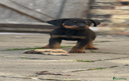 Rottweiler dogs for sale: LAST PUP  - Image 12