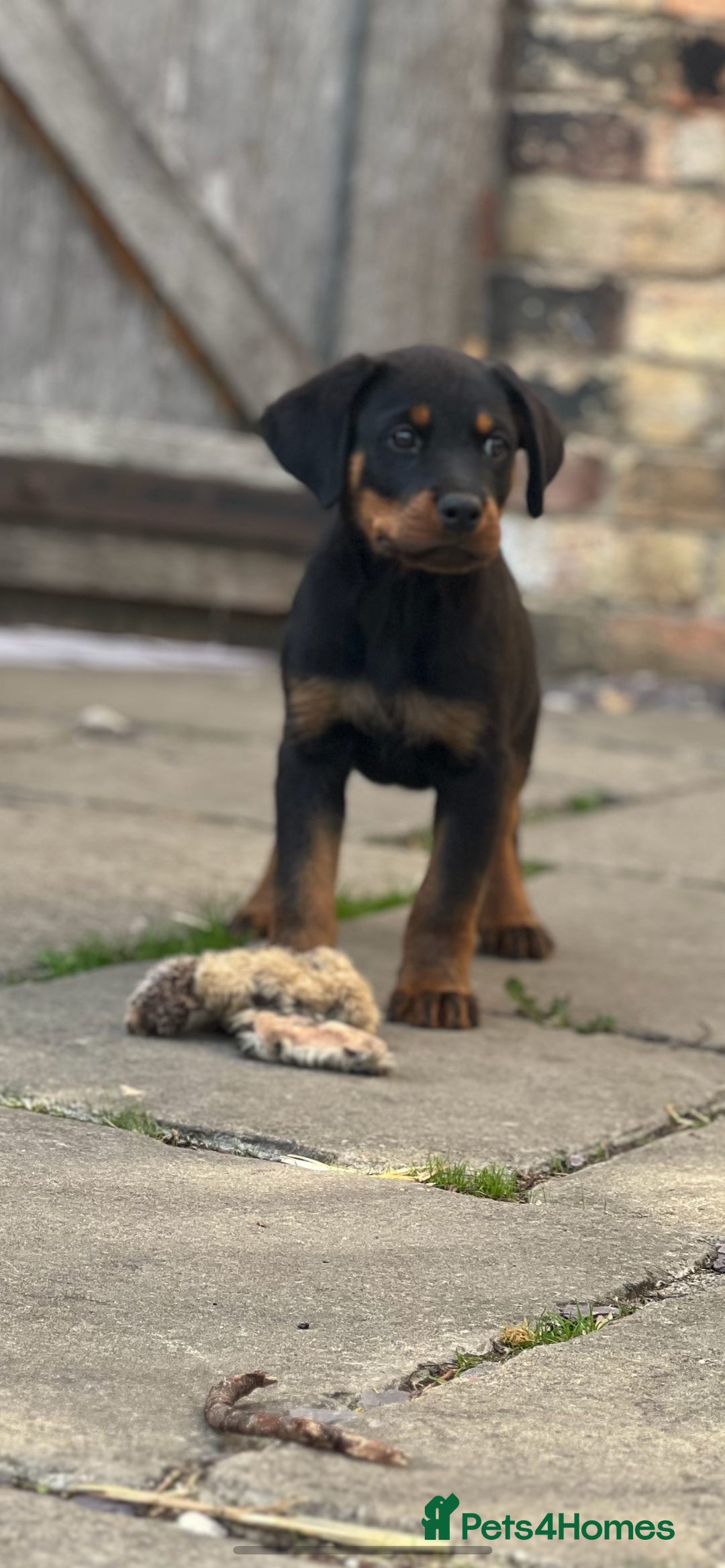 Rottweiler dogs for sale: LAST PUP  - Image 12