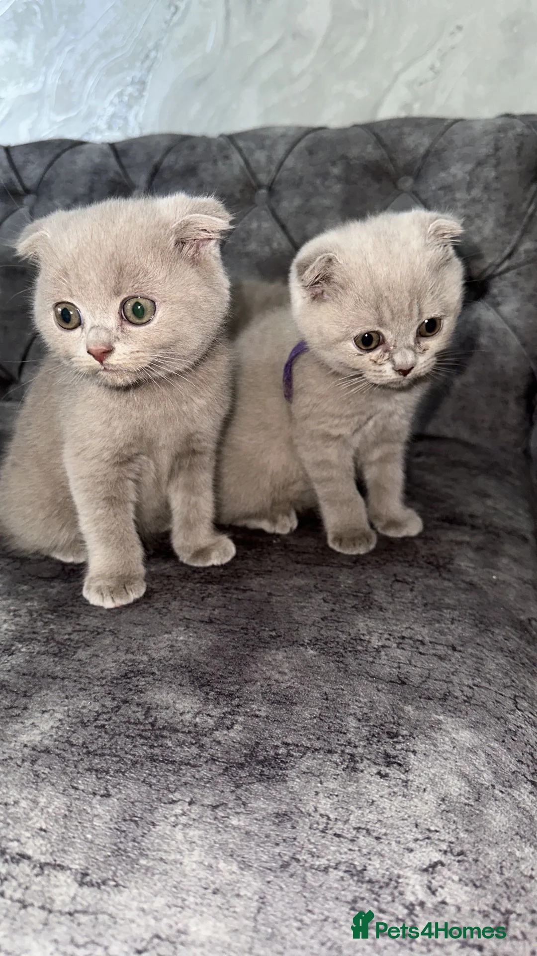 Scottish Fold cats for sale: 3 Lilac Scottish fold x British shorthairs£800-100 - Advert 1