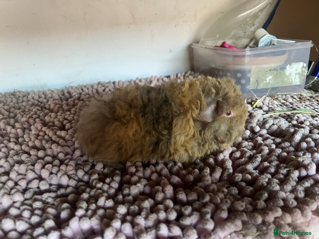 Guinea Pig rodents for sale: PUREBRED PERUVIAN & ALPACA BOARS OF ALL AGES - Advert 1