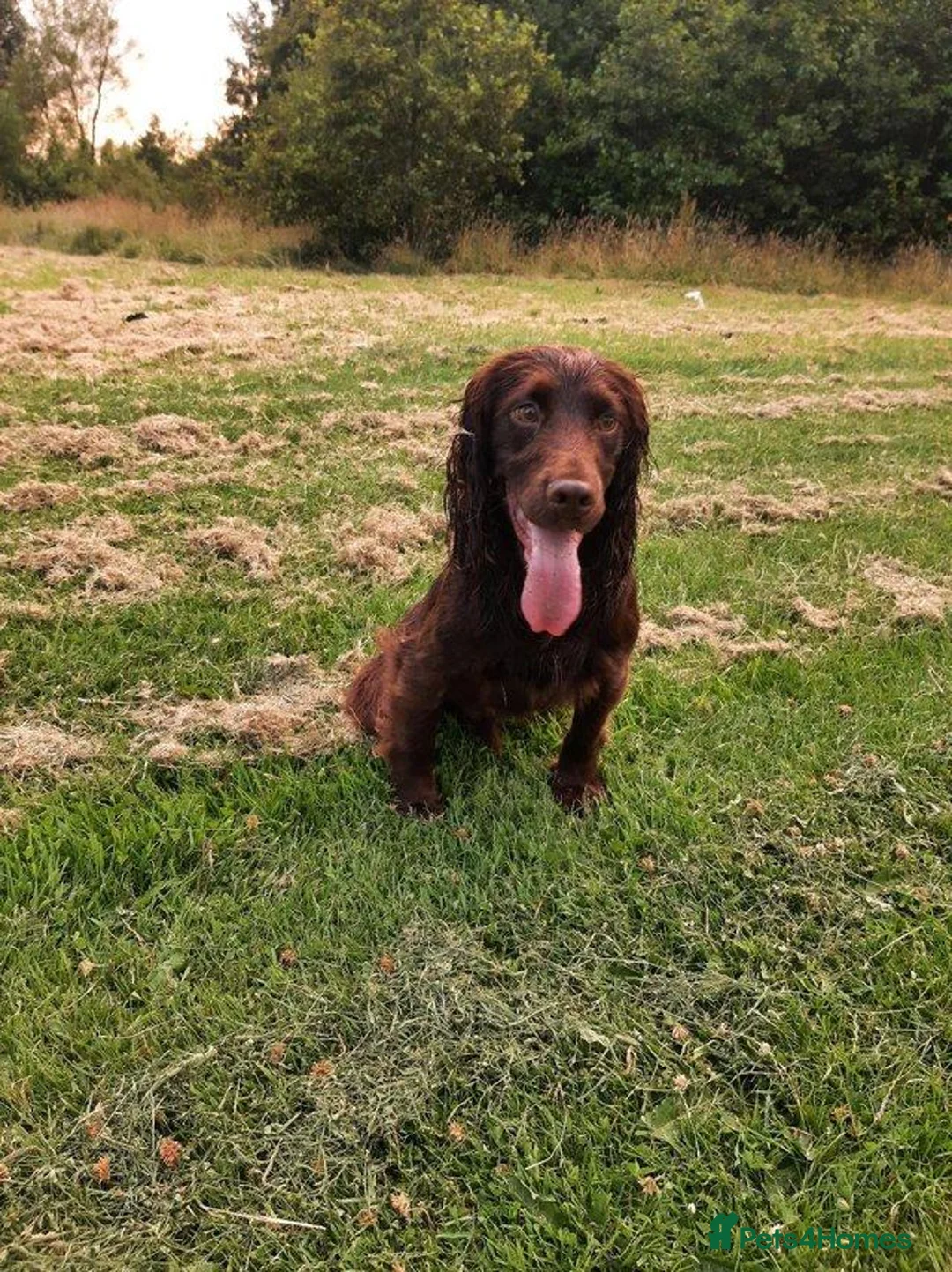 Cocker Spaniel dogs for stud: Proven Chocolate kc registered cocker spaniel - Advert 1