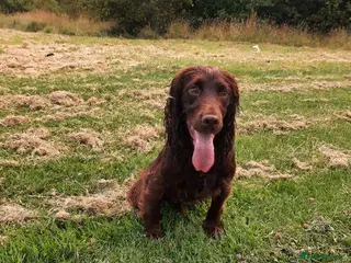 Cocker Spaniel dogs Proven Chocolate kc registered cocker spaniel - Advert 12