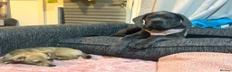 Cane Corso dogs for sale: Cane Corso  - Advert 6