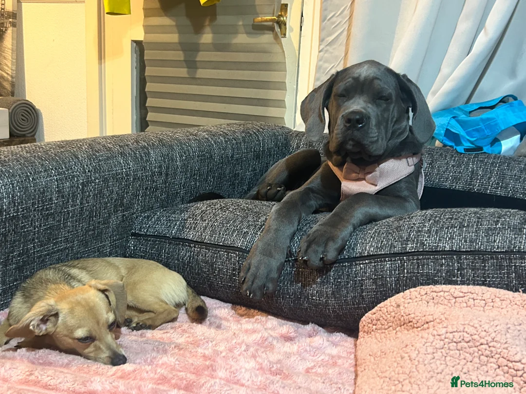 Cane Corso dogs for sale: Cane Corso  - Advert 2