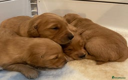 Golden Retriever dogs for sale: Gorgeous kc red  golden retriever puppies  - Image 5