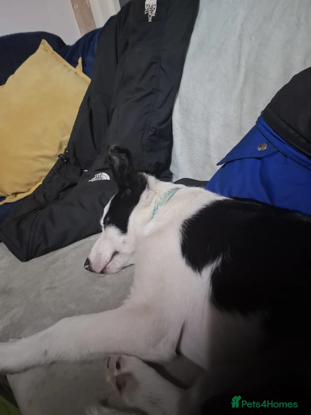 Border Collie dogs for sale: Maxi the puppy  in Ferndale - Advert 2
