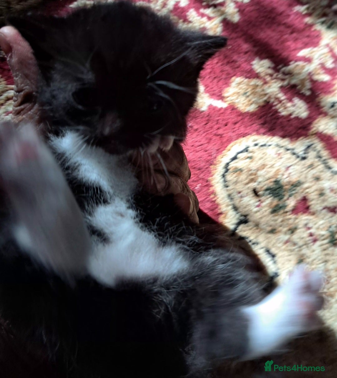 American Shorthair cats 1 male and 1 female  - Advert 1