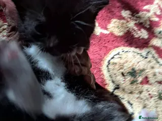 American Shorthair cats 1 male and 1 female - Advert 1