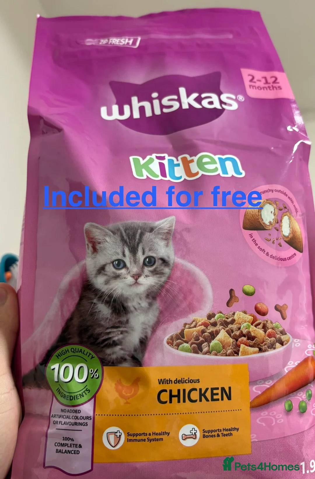 Ragdoll cats for sale: White Female Ragdoll for sale - Advert 23