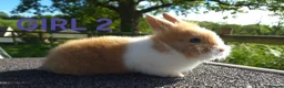 Lionhead rabbits for sale: Beautiful lionheads  - Advert 3
