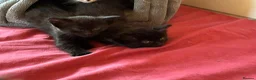 Mixed Breed cats for sale: Two little sisters - Advert 3